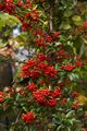 Pyracantha coccinea Red Column IMG_6229 Ognik szkarłatny